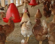 Ministère de l’Agriculture : des Aviculteurs de Guinée veulent des explications sur la destination des 28,5 Milliards de GNF