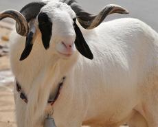 Cour des Comptes de Guinée : Une tauromachie de haute volée pour un bélier de Tabaski