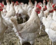 Santé animale: Silence des institutions sur une grippe aviaire qui décime plus de 4000  pondeuses